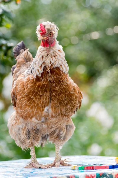 Høns æglæggende høner udendørs dag - Stock-foto
