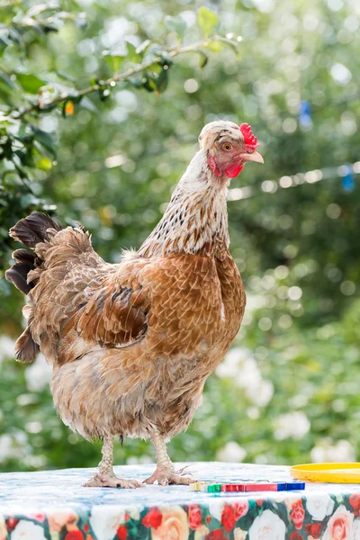 Pollos Colocando gallinas al aire libre día — Foto de Stock