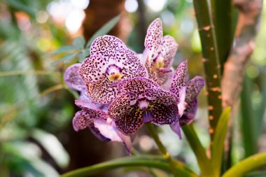 Oda iç güzel orkide