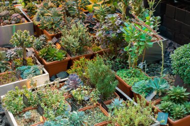 Kaktüs ve succulents bitkilerde Bahçe