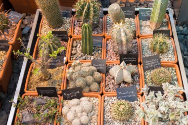 Kaktüs ve succulents bitkilerde Bahçe