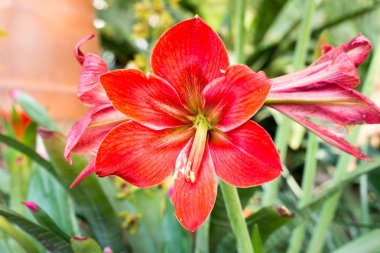 Güzel büyük lily çiçekler doğada