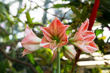 Güzel büyük lily çiçekler doğada