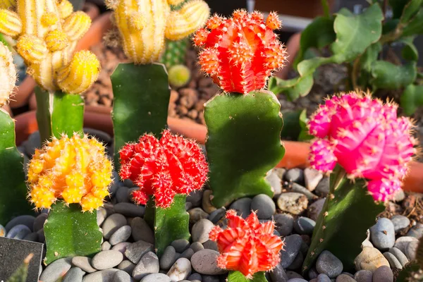 Számos virágzó kaktuszok cserépben, közelkép — Stock Fotó