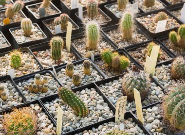 Kaktüsler tencerelerde büyüyen bir sürü