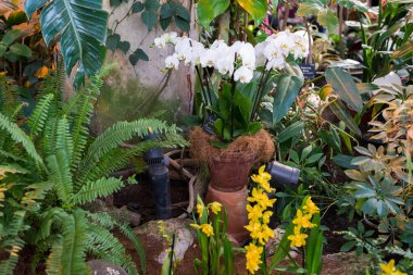 Yeşil bir evde farklı saksı 