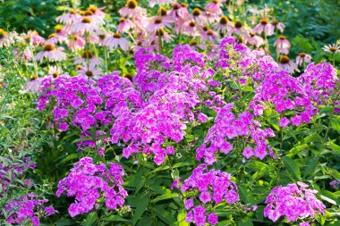 Phlox ve Ekinezya ile güzel flowerbed