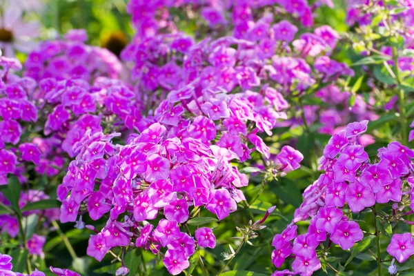Pink Phlox blomst - slægt af blomstrende urteagtige planter - Stock-foto