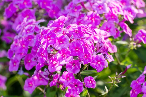 Pink Phlox flower - genus of flowering herbaceous plants — Stock Photo, Image