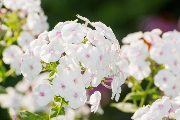 Fiore di Phlox bianco - genere di piante erbacee fiorite — Foto Stock