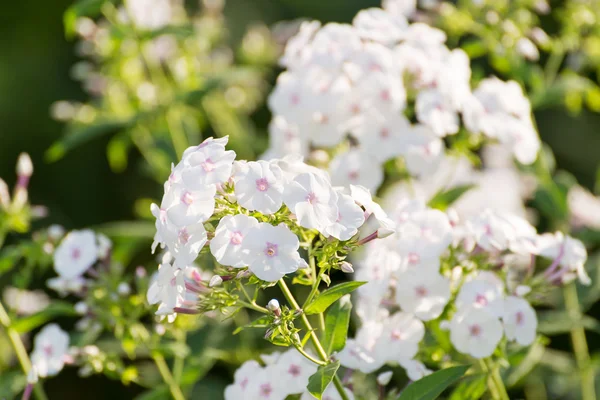 Fiore di Phlox bianco - genere di piante erbacee fiorite — Foto Stock