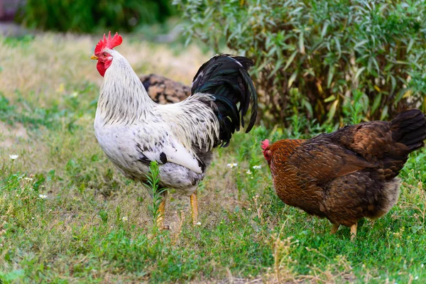 Æglæggende høner i gården - Stock-foto