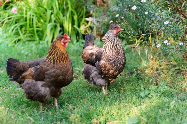 Egg laying hens in the yard — Stock Photo, Image