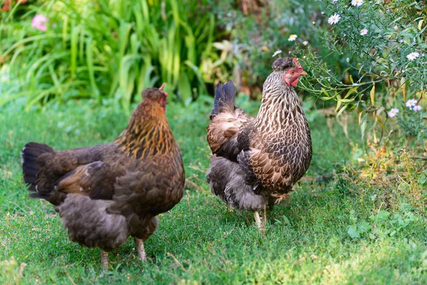 Galline ovaiole nel cortile — Foto Stock