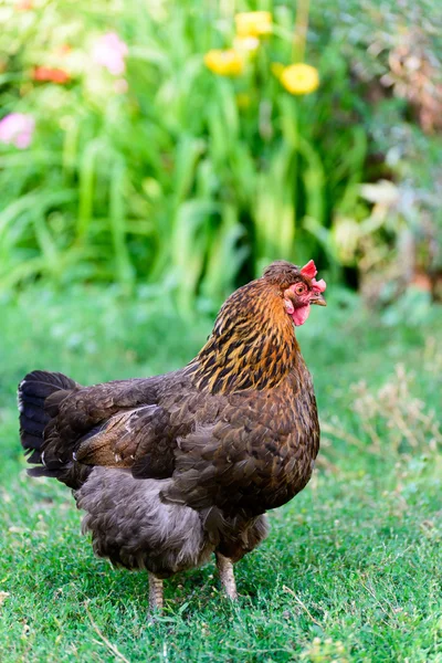 Gallinas ponedoras de huevos en el patio —  Fotos de Stock