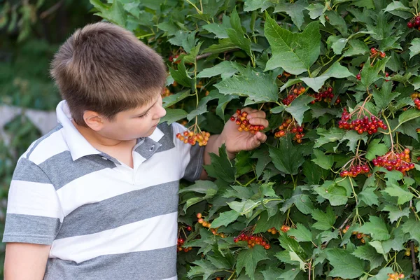 Adolescente chico sobre arbusto viburnum —  Fotos de Stock
