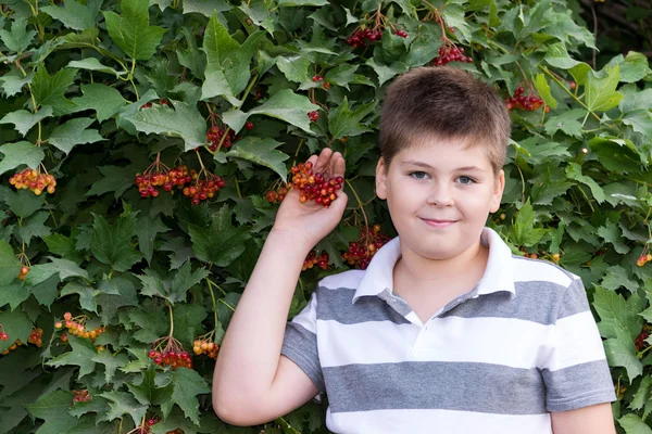 Adolescente chico sobre arbusto viburnum — Foto de Stock
