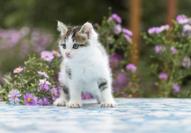 Arka planını çiçekler rengarenk yavru kedi ayakta