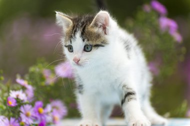 Arka planını çiçekler rengarenk yavru kedi ayakta