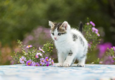 Arka planını çiçekler rengarenk yavru kedi ayakta
