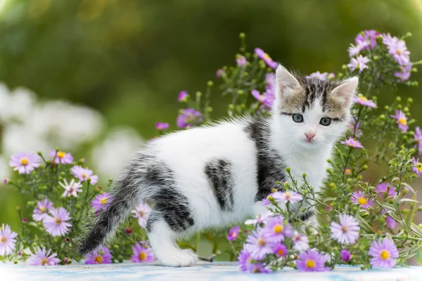 Gattino Motley in piedi su sfondo di fiori — Foto Stock