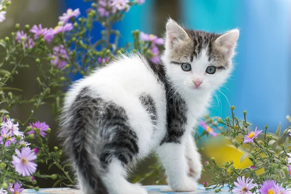 Kunterbuntes Kätzchen steht auf dem Hintergrund von Blumen — Stockfoto