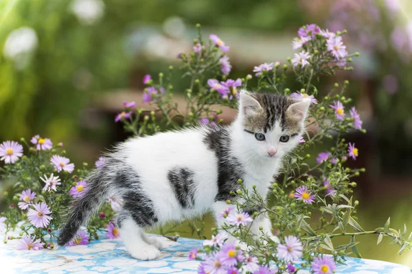 Brokiga kattunge stående på bakgrund av blommor — Stockfoto