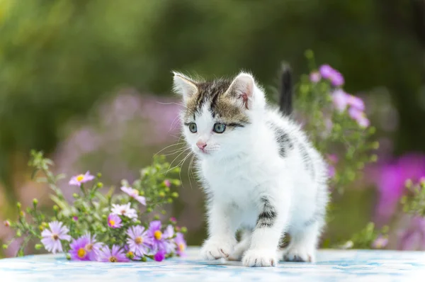 Motley gatito de pie sobre fondo de flores — Foto de Stock