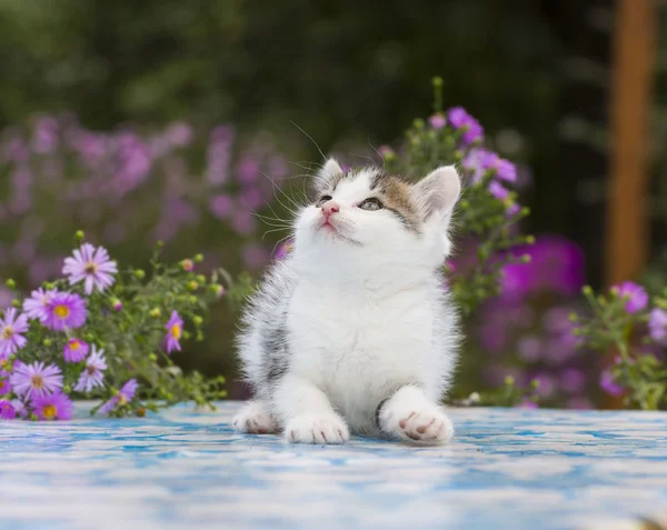 Brokiga kattunge stående på bakgrund av blommor — Stockfoto