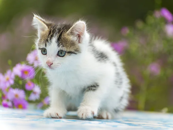 Brokiga kattunge stående på bakgrund av blommor — Stockfoto