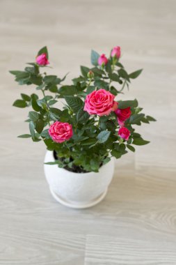 Oda seramik bir tencereye üzerinde pembe Gül