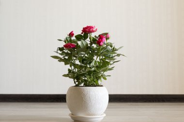 Oda seramik bir tencereye üzerinde pembe Gül