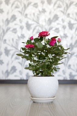 Oda seramik bir tencereye üzerinde pembe Gül