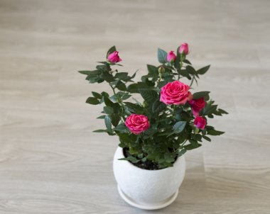Oda seramik bir tencereye üzerinde pembe Gül