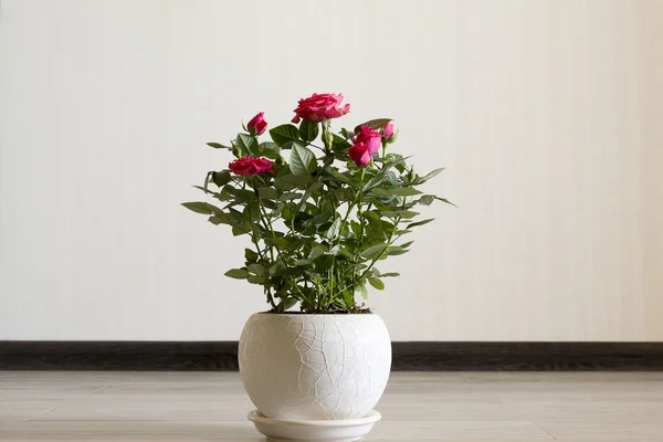 部屋で陶磁器の鍋にピンクのバラ — ストック写真