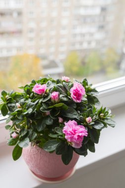 Pencere üzerinde pembe açelya