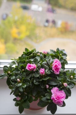 Pencere üzerinde pembe açelya