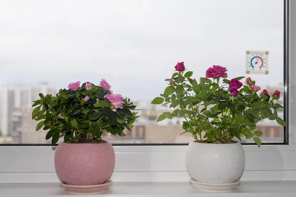 Azalea rosa sul davanzale della finestra — Foto Stock