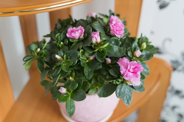 Pink azalea and rose stand on the floor — Stock Photo, Image