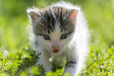 Renkli kitten yeşil çim gider