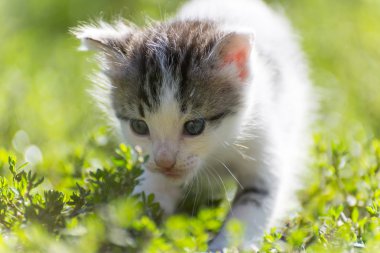 Renkli kitten yeşil çim gider