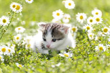 Kitty papatyalar arka plan alanının olup