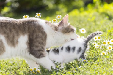 Kedi yeşil çimenlerin üzerinde bir yavru kedi ile oynarken