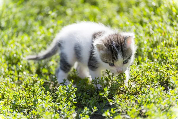 The colorful kitten goes in  green grass — Stock Photo, Image