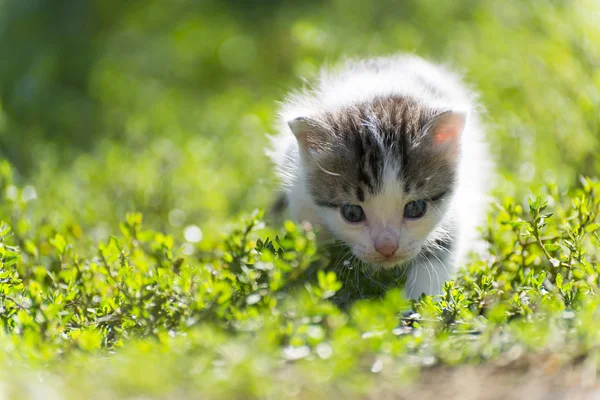The colorful kitten goes in  green grass — Stock Photo, Image