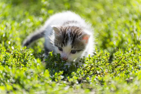 O gatinho colorido vai na grama verde — Fotografia de Stock