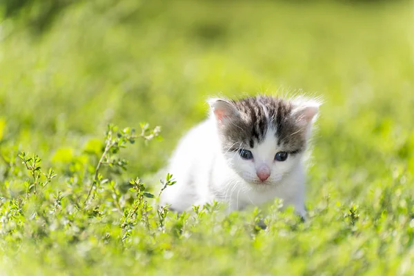 The colorful kitten goes in  green grass — Stock Photo, Image