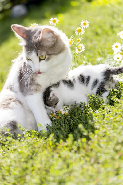 The cat is playing with a kitten on  green grass — Stock Photo, Image