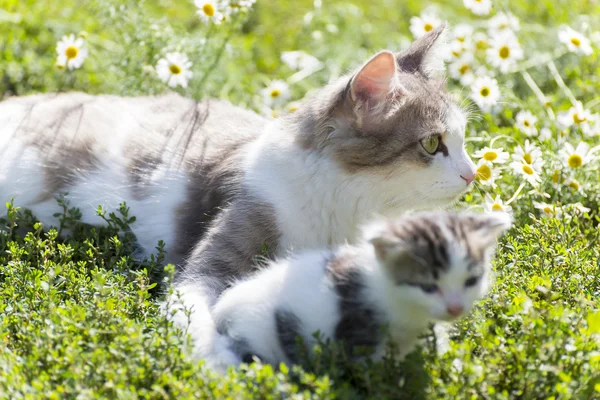 El gato está jugando con un gatito sobre hierba verde — Foto de Stock