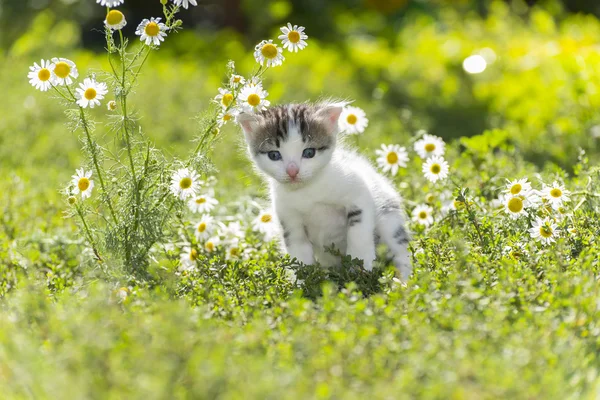 Kitty ist auf dem Hintergrund Feld von Gänseblümchen — Stockfoto